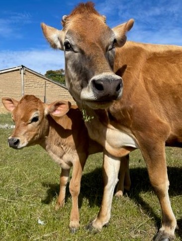 Daisy and Missy Christie